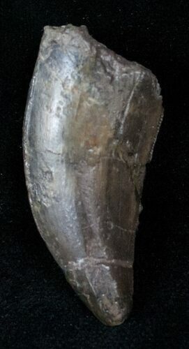 Allosaurus Tooth - Skull Creek, Colorado #12898